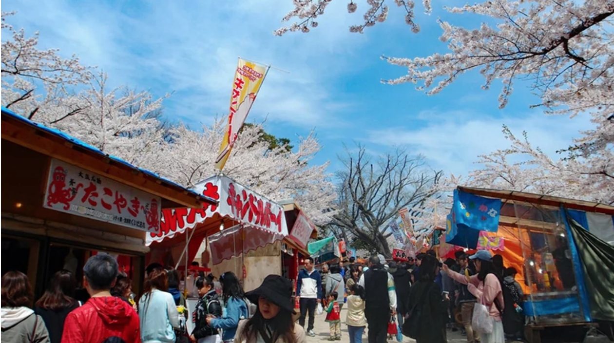 北海道的五月櫻｜二世古周邊的真狩神社是比較熱門的賞櫻熱點，可以近距離拍攝到由羊蹄山作背景的櫻花美景。
