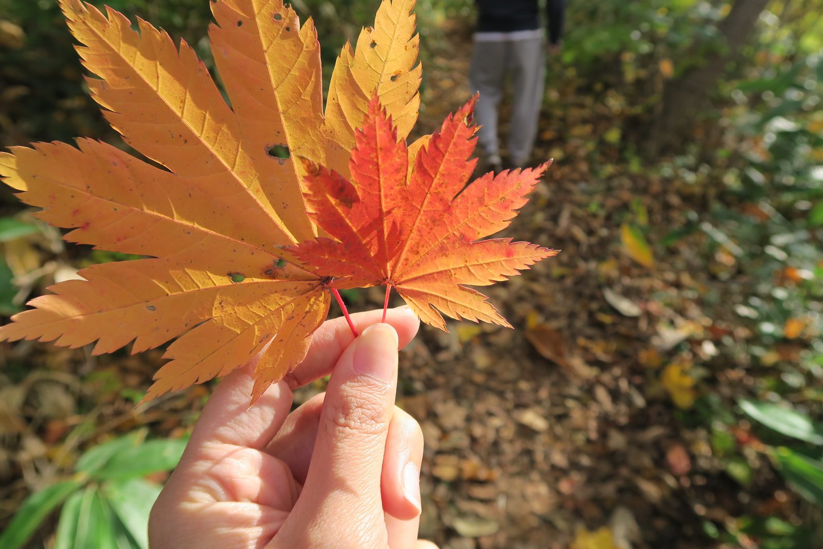 在冬天来临之前 - 红叶季节