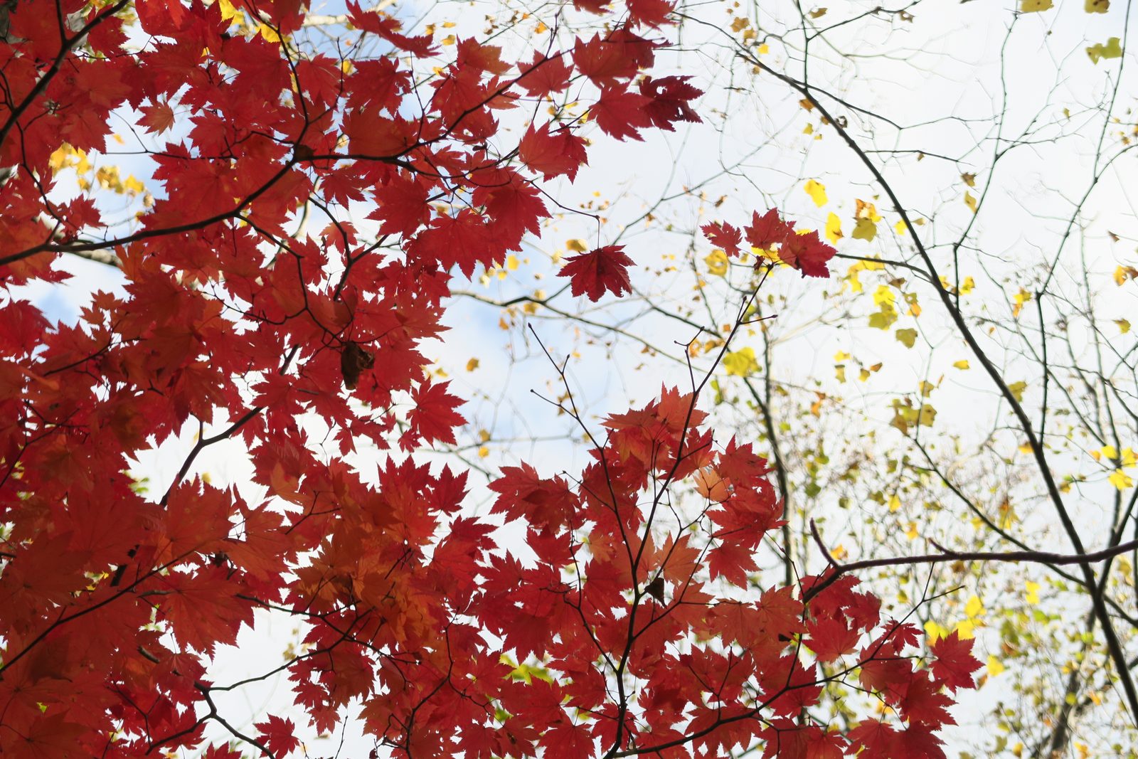 在冬天來臨之前 - 紅葉季節｜地點：Takamine, 俱知安町虻田郡北海道 044-0000