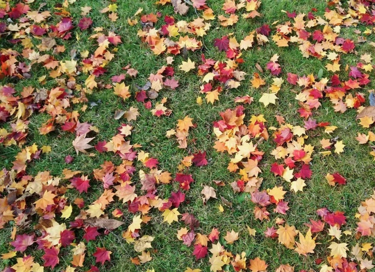 在冬天來臨之前 - 紅葉季節｜北海道和二世古是一個適合四季旅行的地方，無論春夏秋冬都值得前來旅遊，拍下很多漂亮的照片，也讓心情都滿載而歸！
