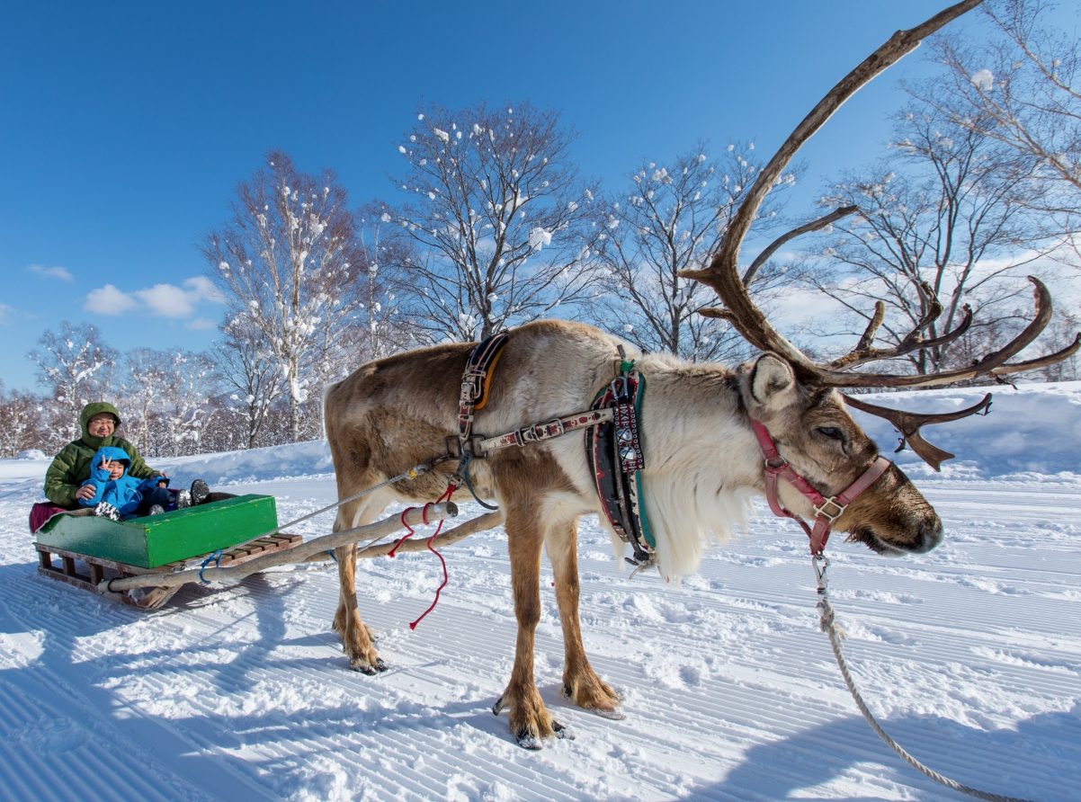 在二世古除了滑雪以外…｜二世古的麋鹿雪橇體驗也在希爾頓酒店旁，五分鐘的雪橇體驗可以在大雪中和麋鹿近距離接觸，記得帶上相機為家人留下難忘的回憶！