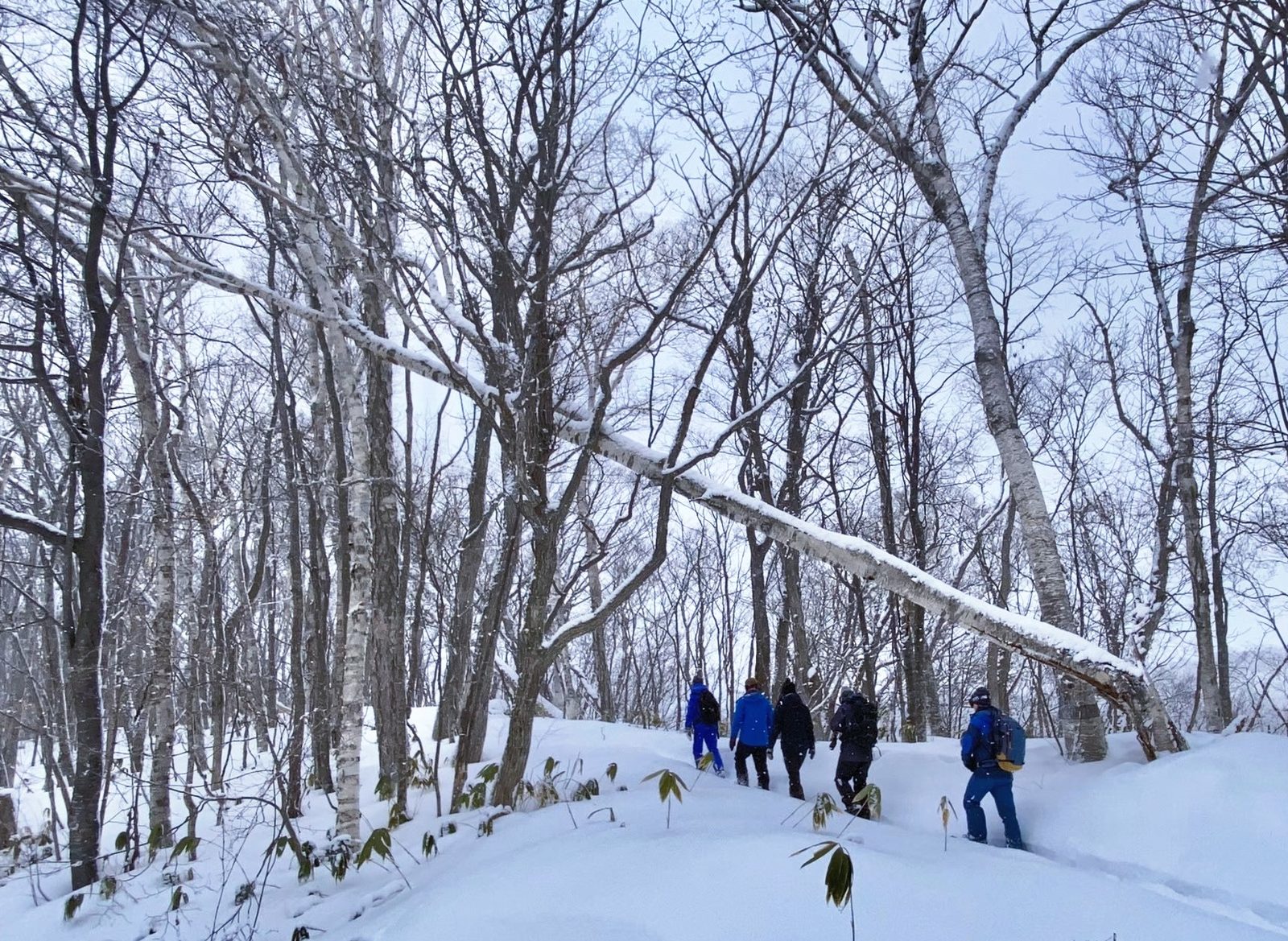雪浪推介 - 雪鞋体验Snowshoe Tour|细心的为我们导览解说