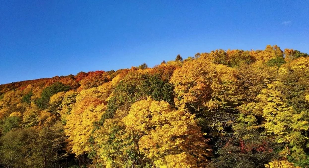札幌近郊追枫好地点|位于定山溪村内的二见桥(距离丰平峡大坝约5分钟车程),也是喜欢赏枫的朋友不容错过的地方。沿着溪边散步,脚下的落叶及眼前的枫叶都相当引人入胜,