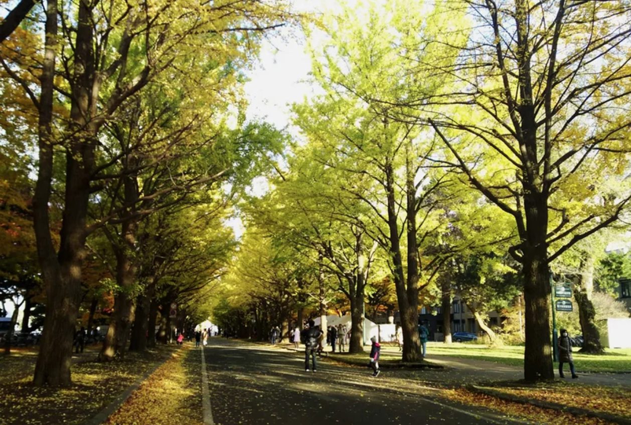 札幌近郊追枫好地点|除了红叶,秋季不可错过的就是金黄色的银杏树了!如果不小心错过了赏枫的时期,在十月底至十一月初就是来北海道大学赏银杏的好时光,每年都会吸引很多