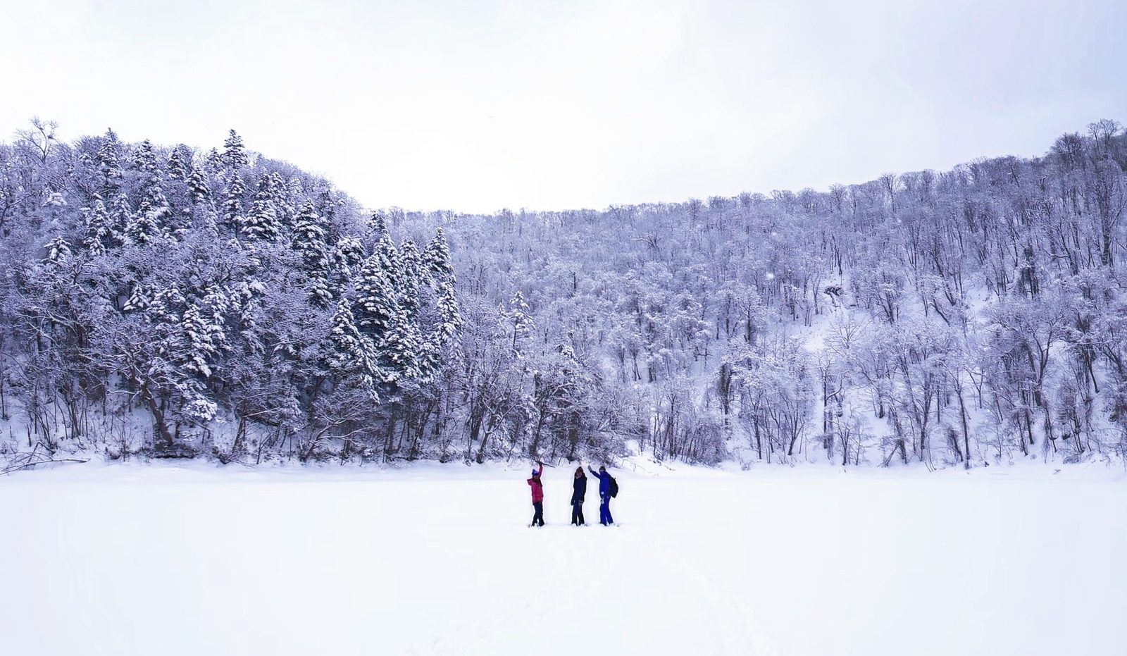 二世古白樺林粉雪雪原,雪地上的滑雪者身影